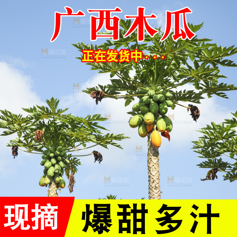 树上的木瓜