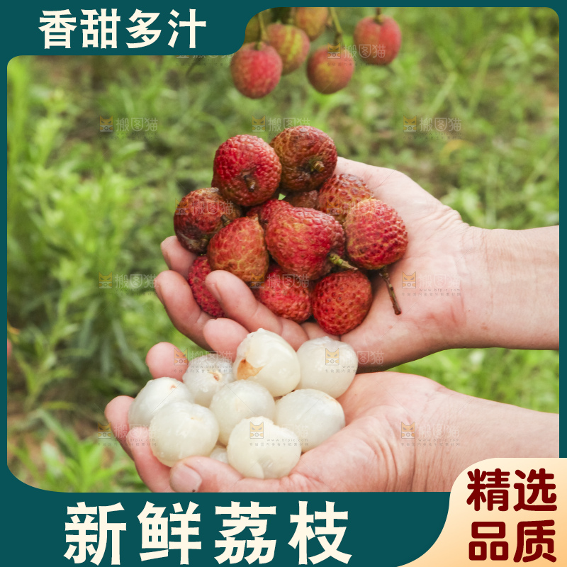树上的荔枝