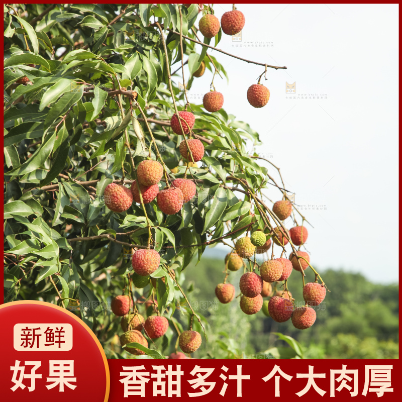 树上的荔枝