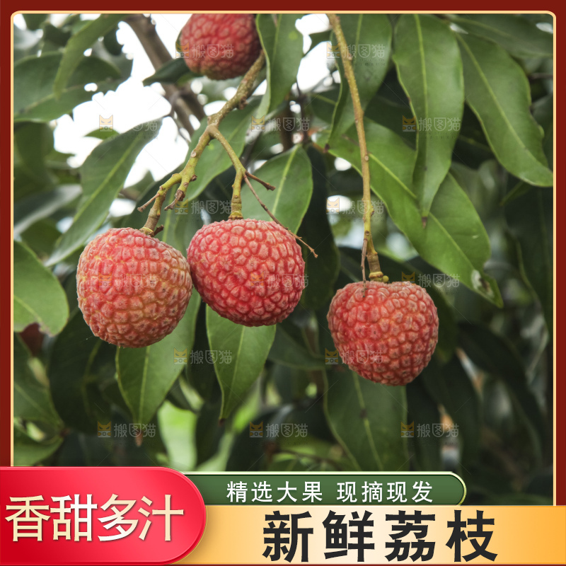 树上的荔枝