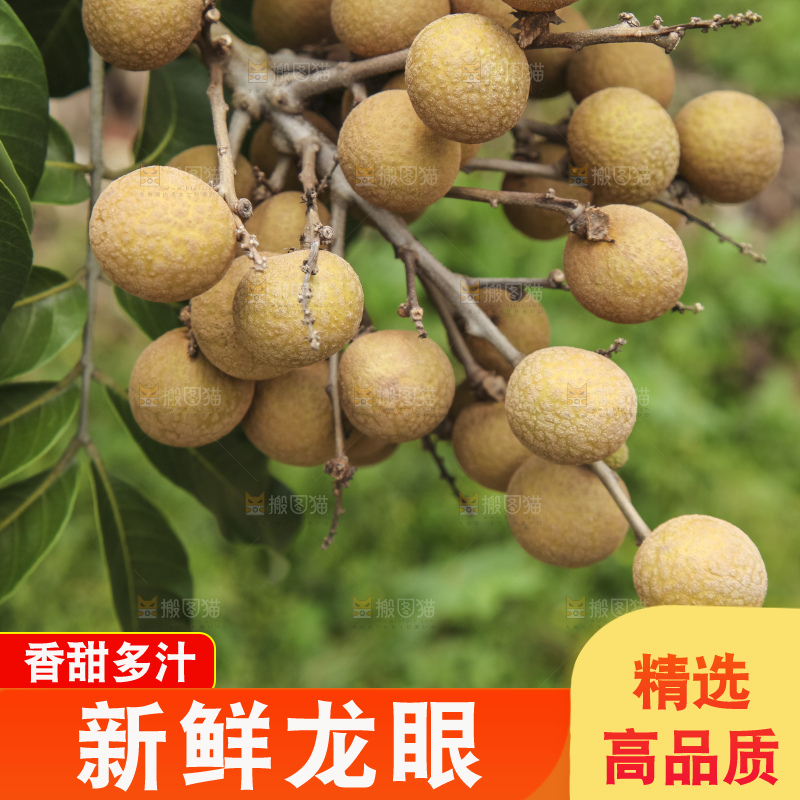 树上的新鲜龙眼