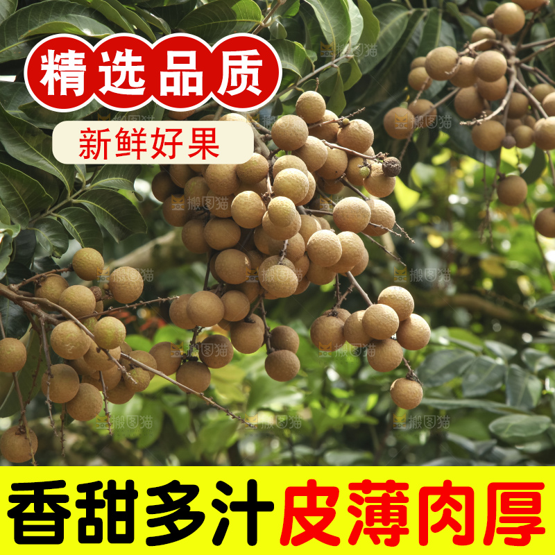 树上的新鲜龙眼