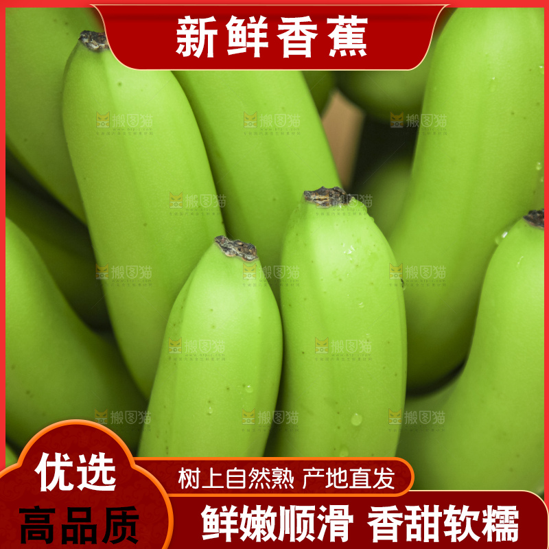树上的新鲜香蕉