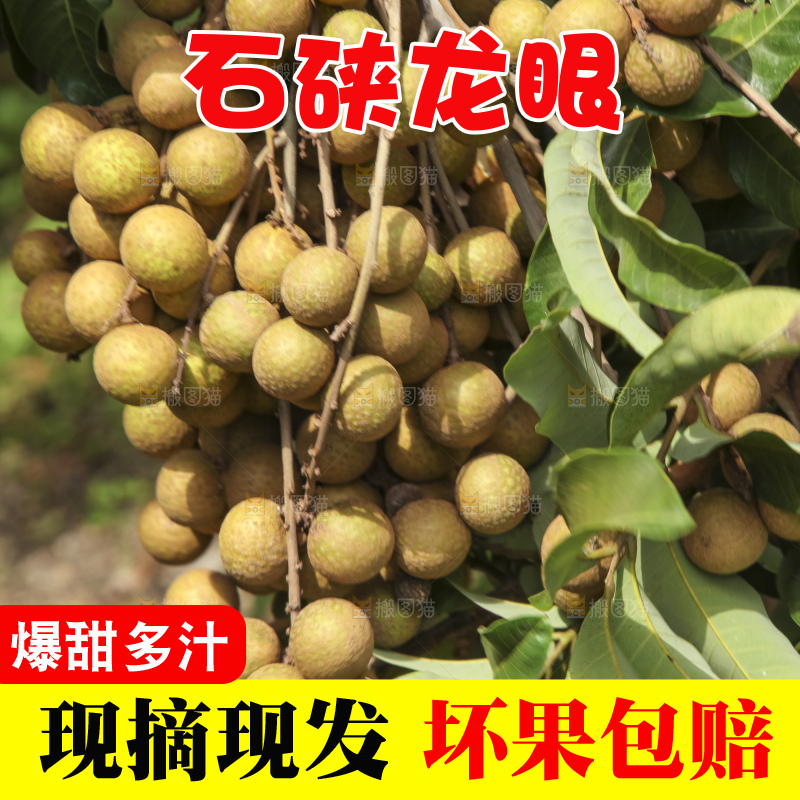 树上的新鲜龙眼