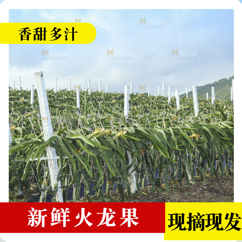 火龙果产地
