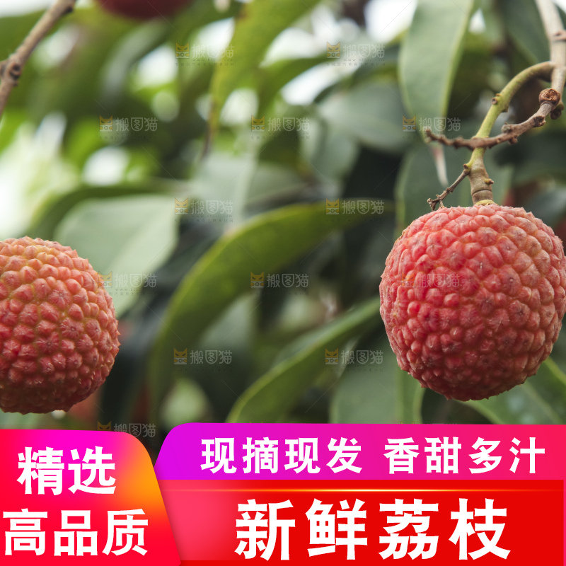 树上的荔枝