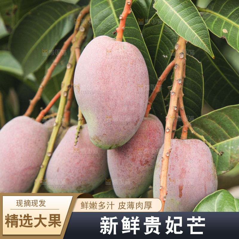 树上的新鲜芒果