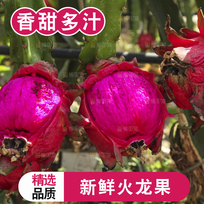 火龙果产地