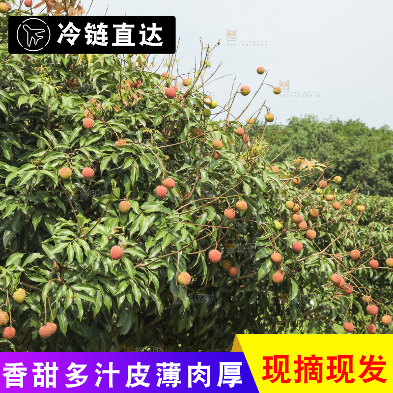 树上的荔枝