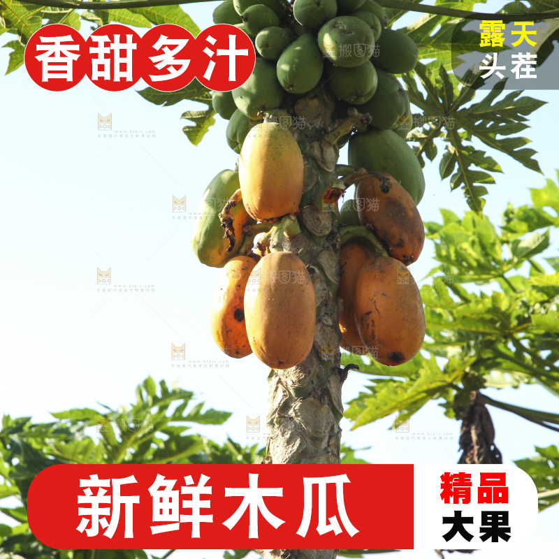 树上的木瓜