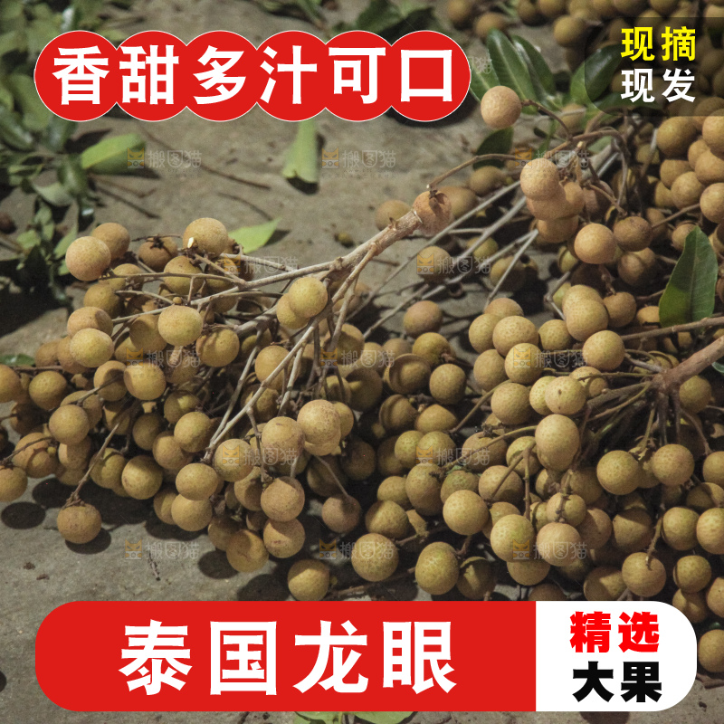 树上的新鲜龙眼