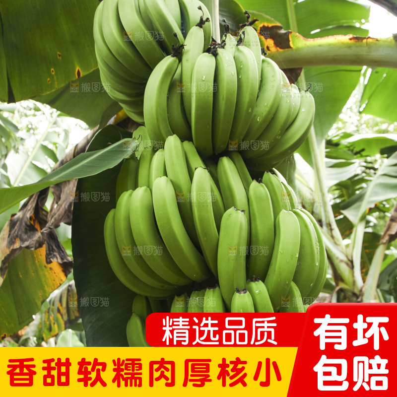 树上的新鲜香蕉
