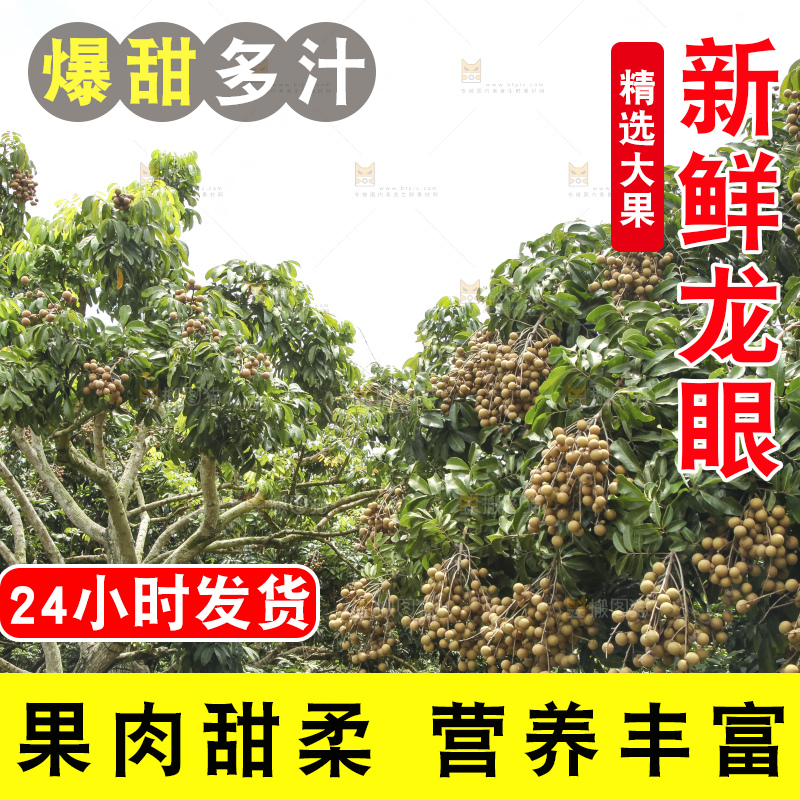 树上的新鲜龙眼
