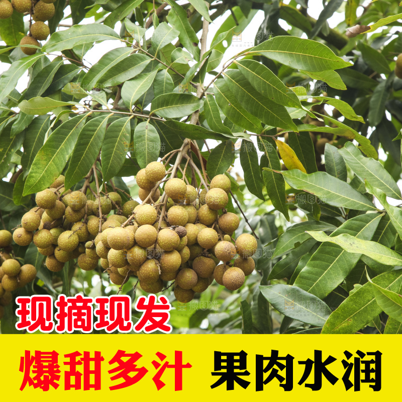 树上的新鲜龙眼
