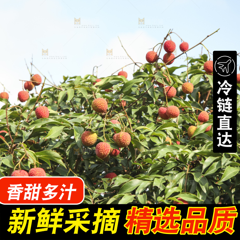 树上的荔枝