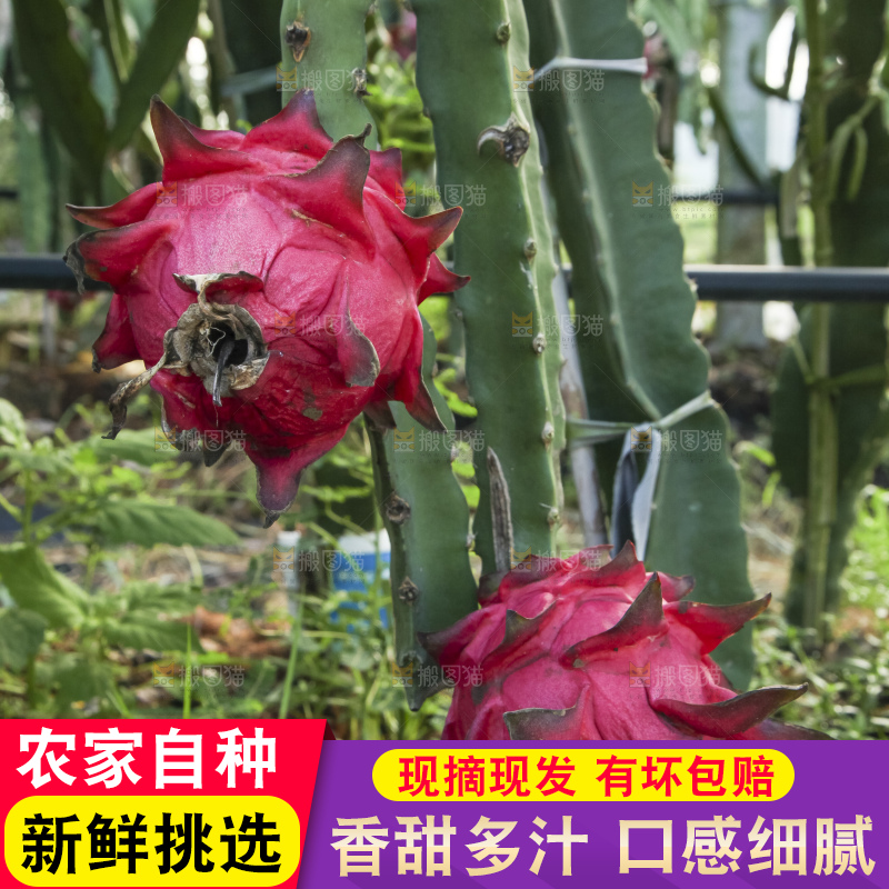 火龙果产地