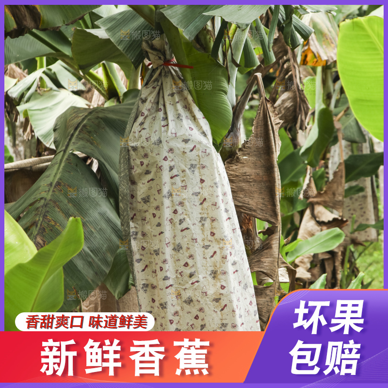 树上的新鲜香蕉