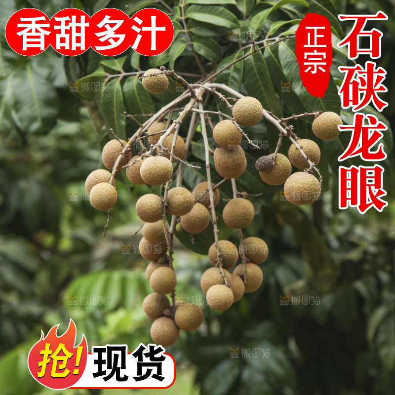 树上的新鲜龙眼