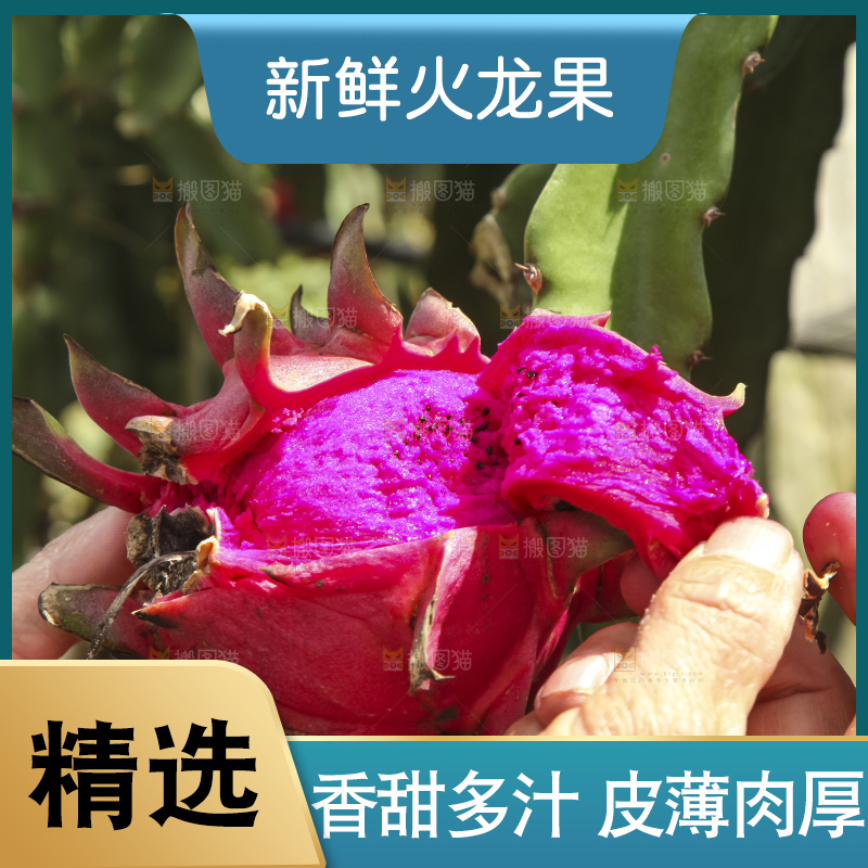 火龙果产地