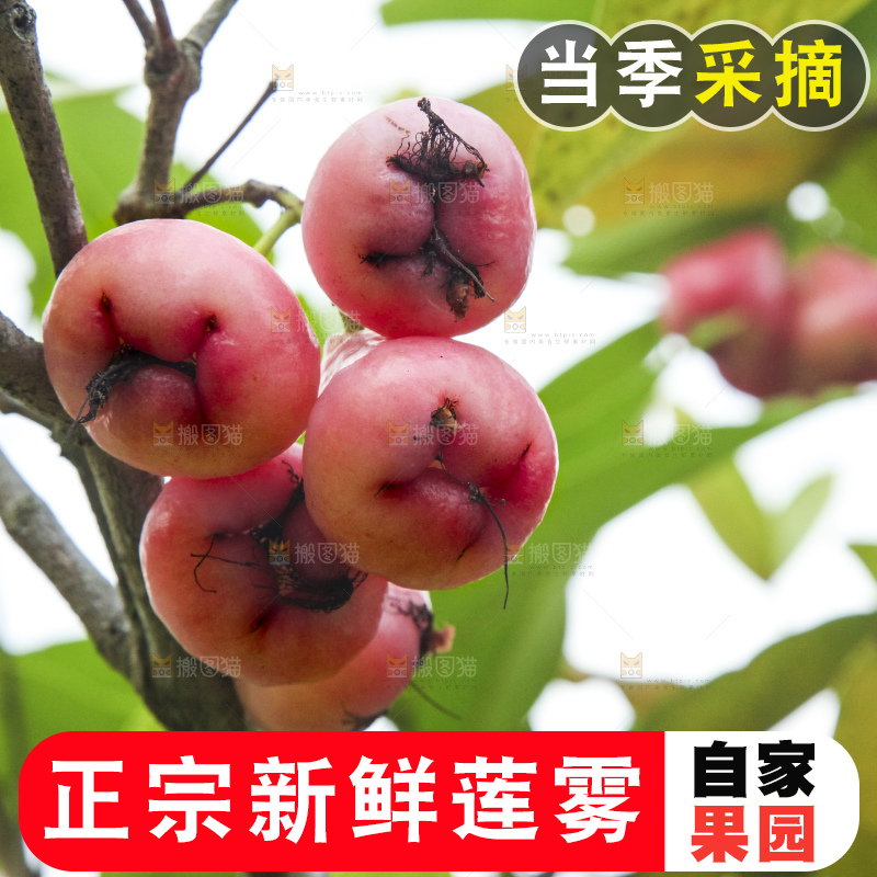 树上的新鲜莲雾