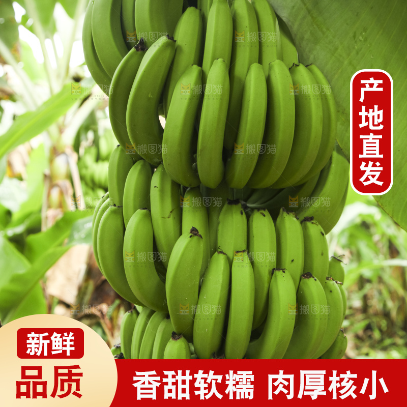 树上的新鲜香蕉