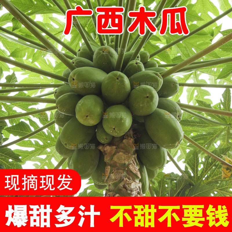 树上的木瓜