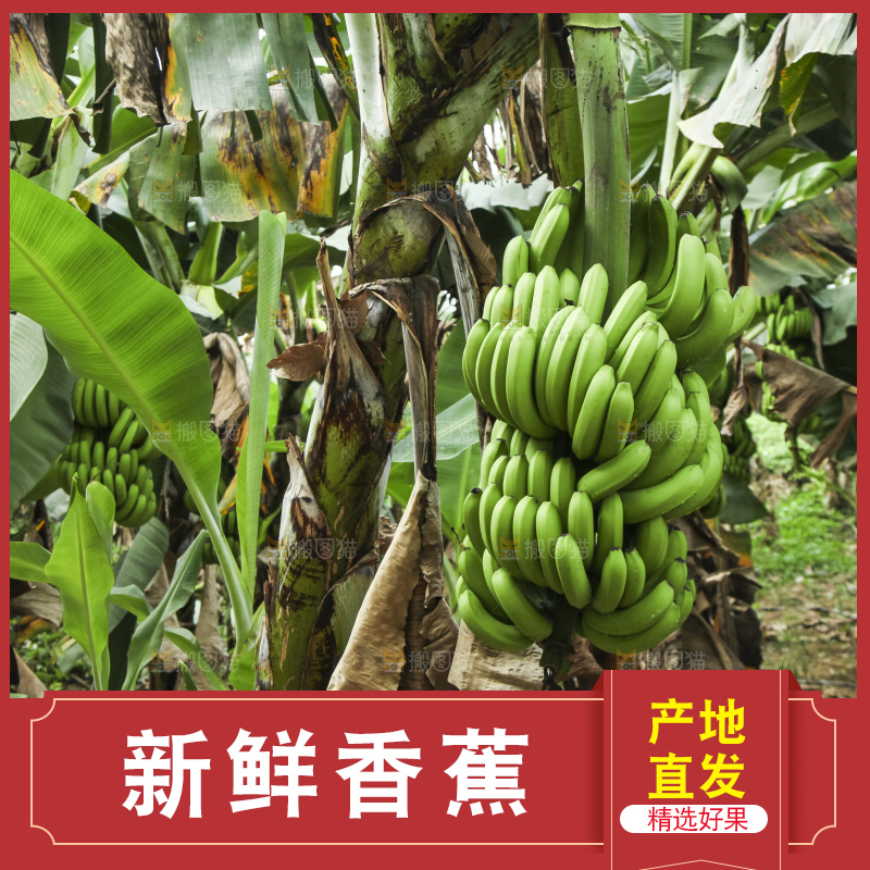 树上的新鲜香蕉
