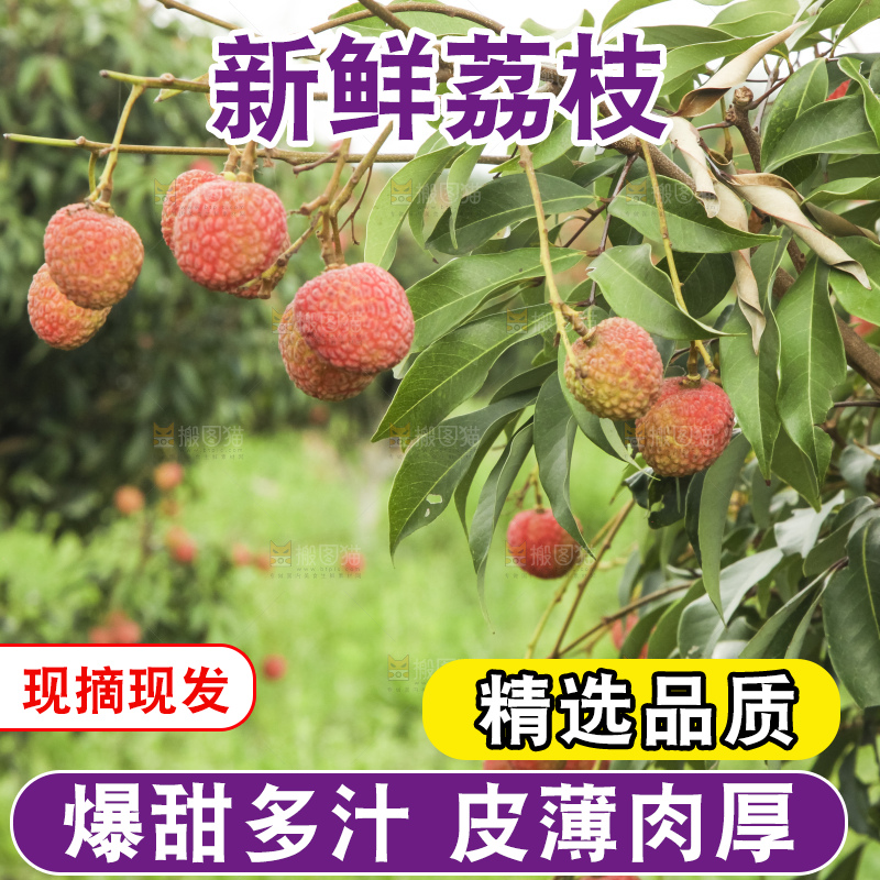 树上的荔枝