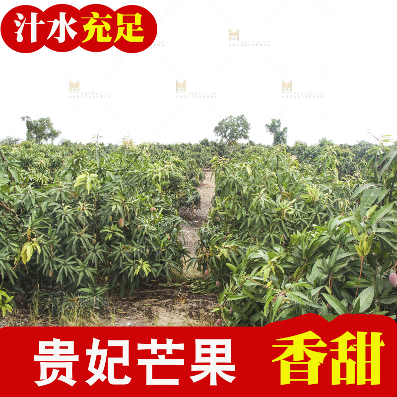 树上的新鲜芒果