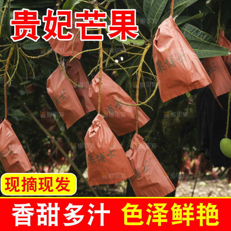 树上的新鲜芒果