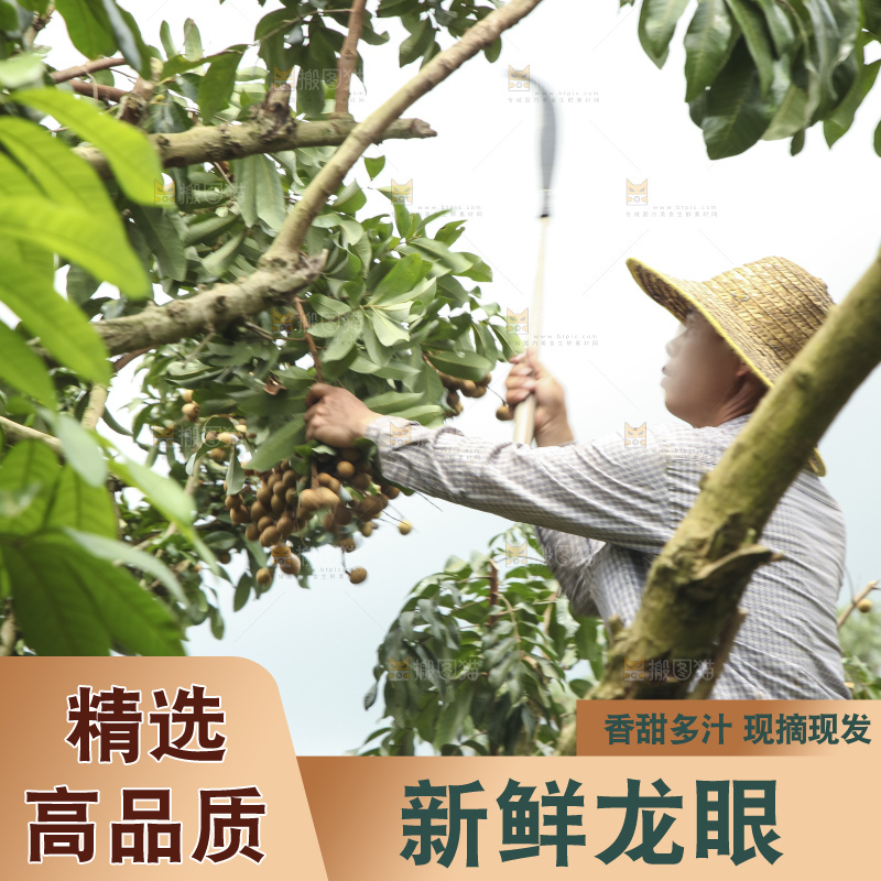 树上的新鲜龙眼