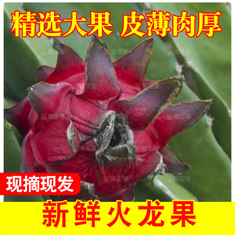 火龙果产地