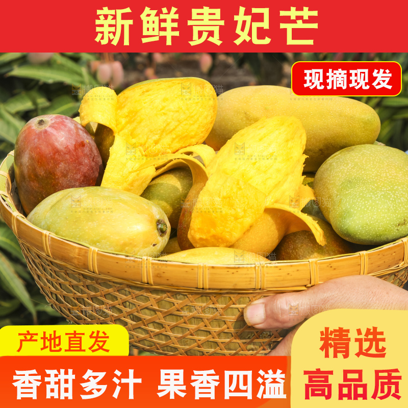 树上的新鲜芒果