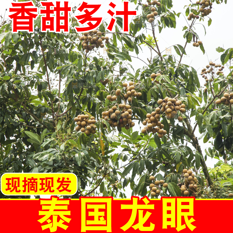 树上的新鲜龙眼