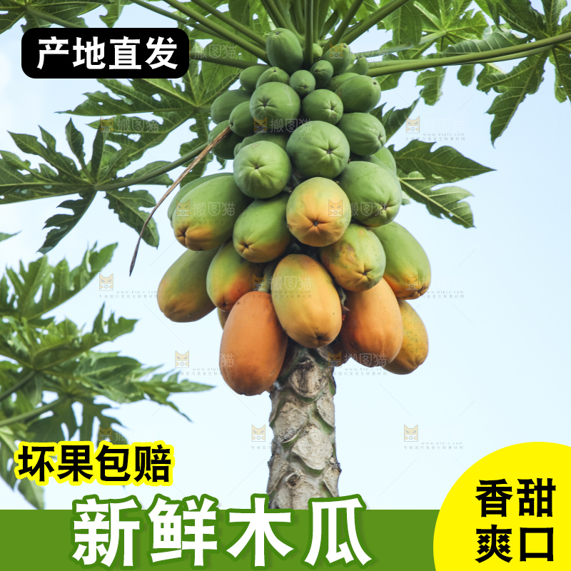 树上的木瓜