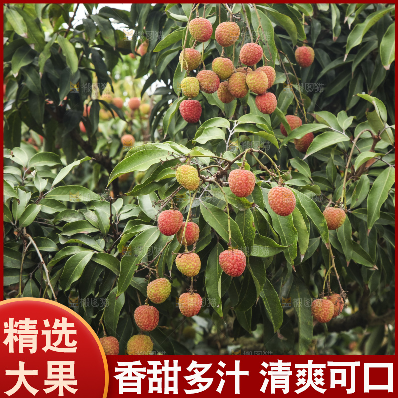 树上的荔枝
