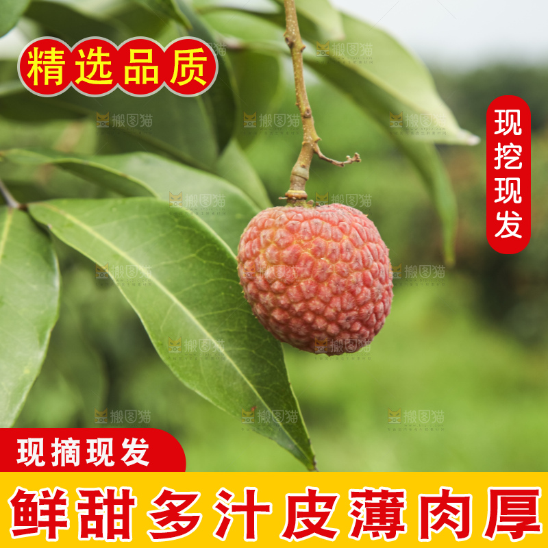 树上的荔枝