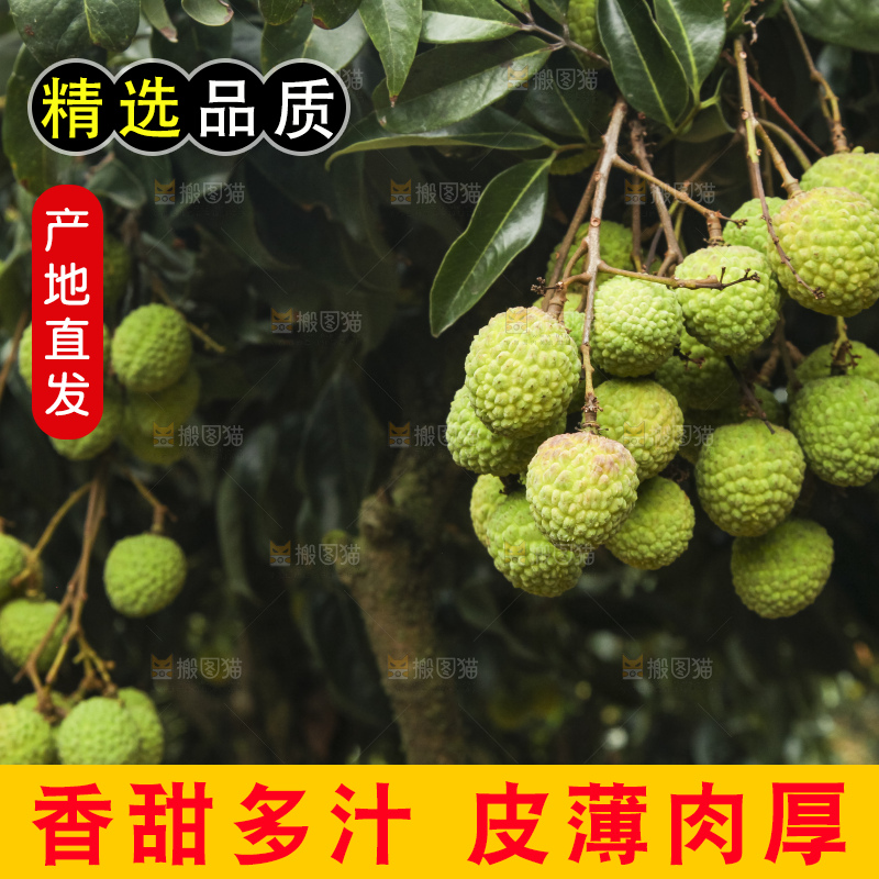 树上的荔枝