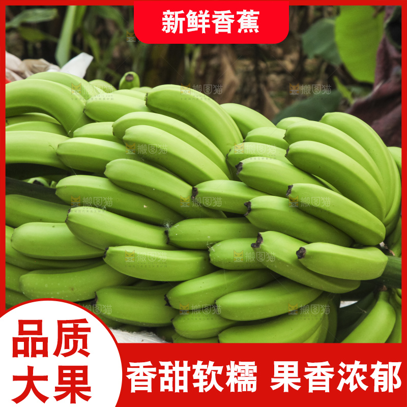 树上的新鲜香蕉