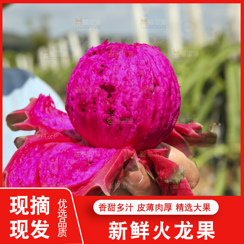 火龙果产地