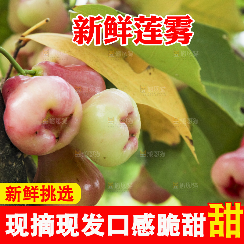 树上的新鲜莲雾