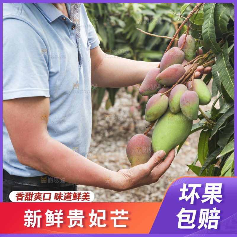 树上的新鲜芒果