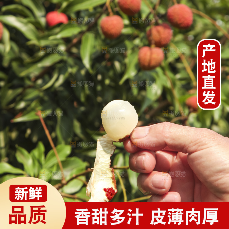 树上的荔枝