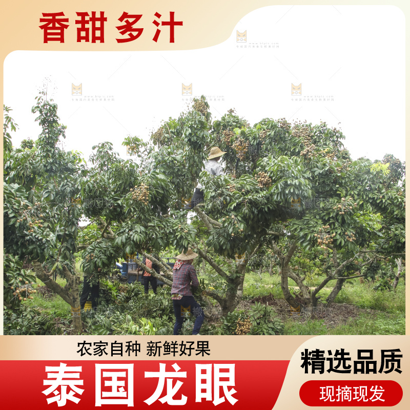 树上的新鲜龙眼