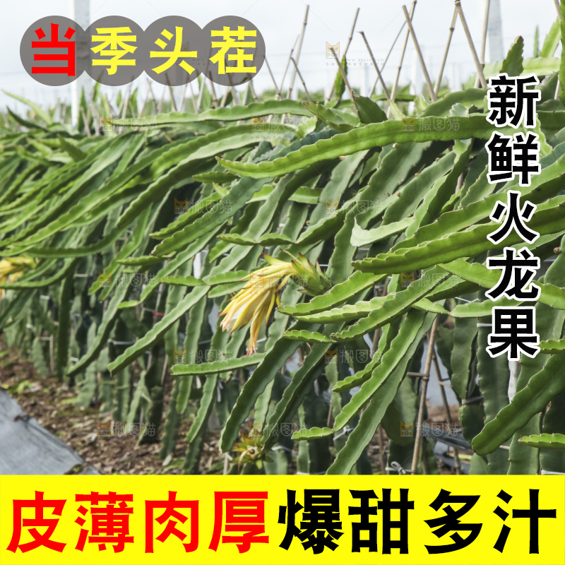 火龙果产地