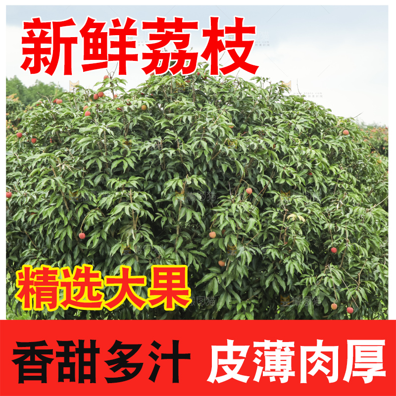 树上的荔枝