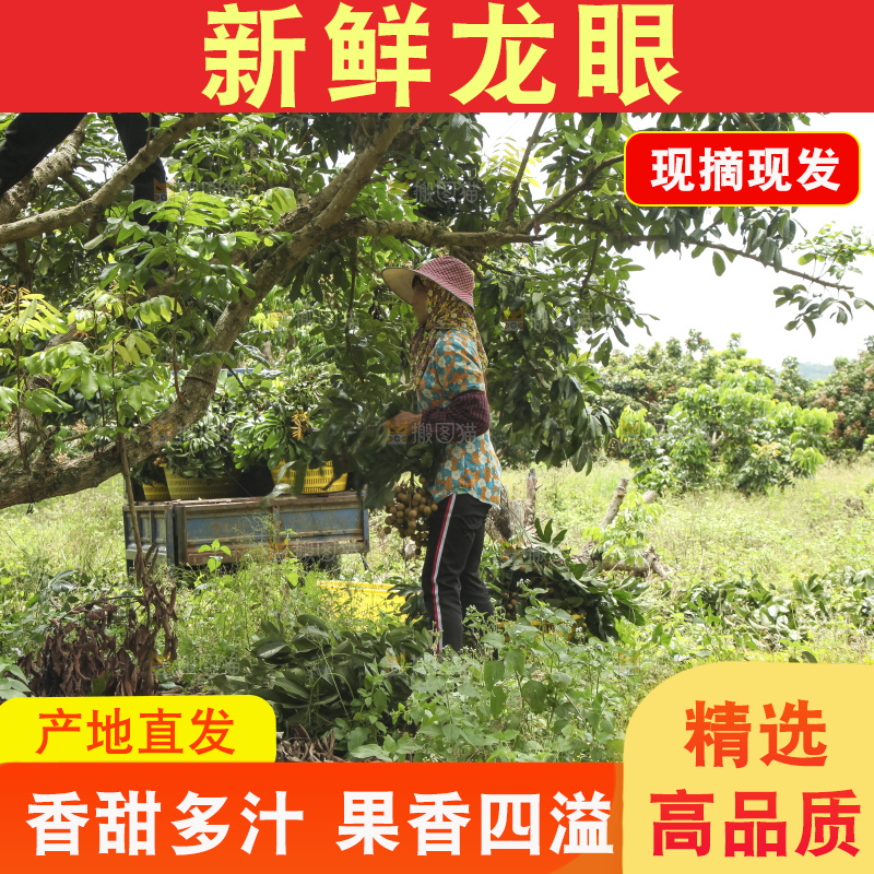 树上的新鲜龙眼