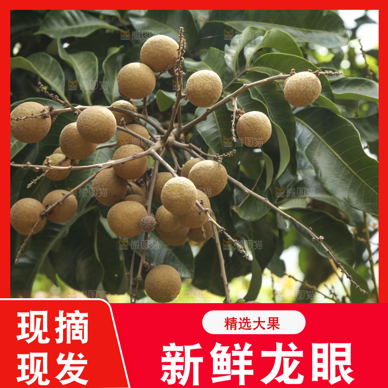 树上的新鲜龙眼