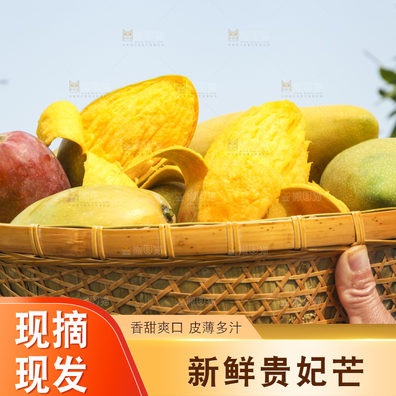 树上的新鲜芒果