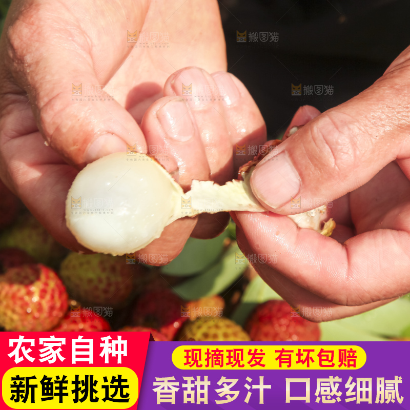 树上的荔枝